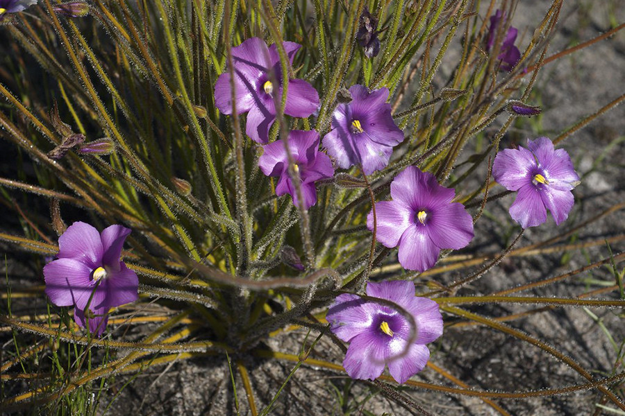 Không giống với các loài cây bắt ruồi, Byblis không thể di chuyển những sợi lông hay lá cây để chủ động bẫy mồi, vậy nên nó được xếp vào danh mục cây bẫy mồi thụ động.