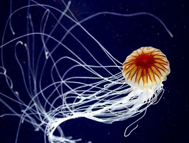 Loài Turritopsis dohrnii còn gọi là sứa bất tử.