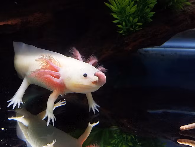 Ngoài ra một bộ phận nào trên cơ thể bị mất đều có thể tái sinh.