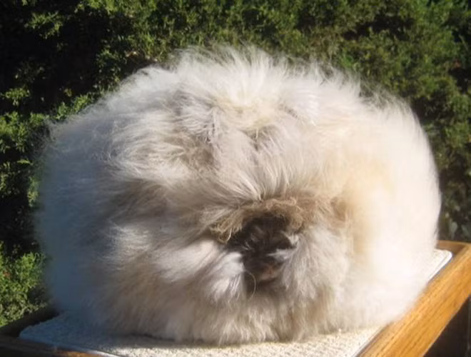 Angora rabbit: Thuộc loài thỏ với bộ lông xù trắng muốt như tuyết che lấp cả mặt. Người ta thường nuôi làm cảnh và có thể lấy lông nó để làm len, rất mềm mại và ấm.