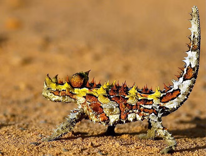 Thằn lằn quỷ gai (Moloch Horridus) là loài động vật bò sát ở Australia, có tên gọi khác là thằn lằn gai, rồng gai hay thằn lằn Moloch.
