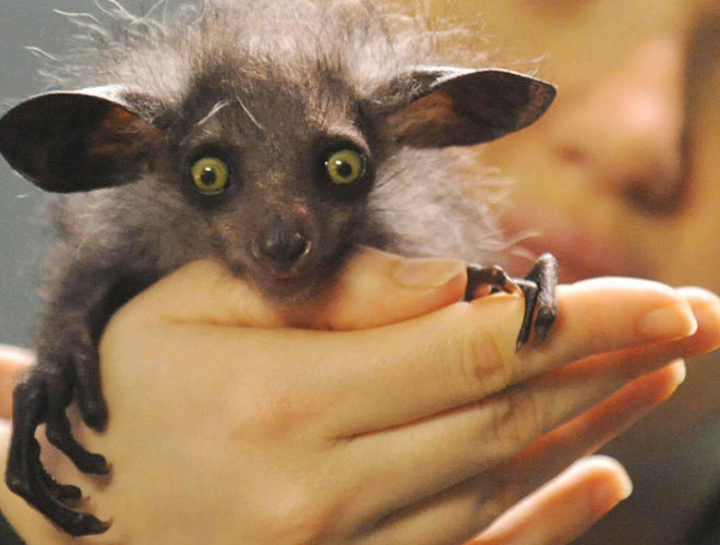 Hiện tại, khỉ Aye-aye chỉ còn sống ở vùng rừng phía đông Madagascar.