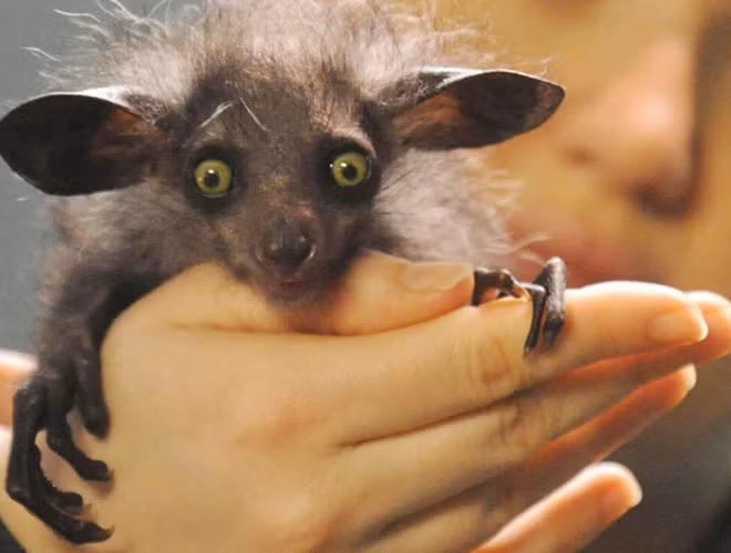 Hiện tại, khỉ Aye-aye chỉ còn sống ở vùng rừng phía đông Madagascar.