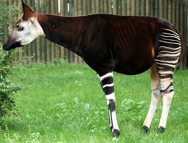 Hươu đùi vằn có hình dáng giống con lừa, với đùi và chân sau có sọc, cổ dài.