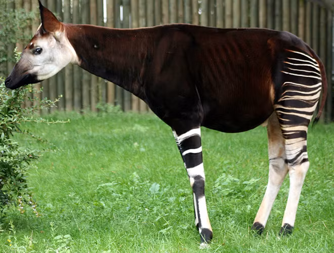 Hươu đùi vằn có hình dáng giống con lừa, với đùi và chân sau có sọc, cổ dài.