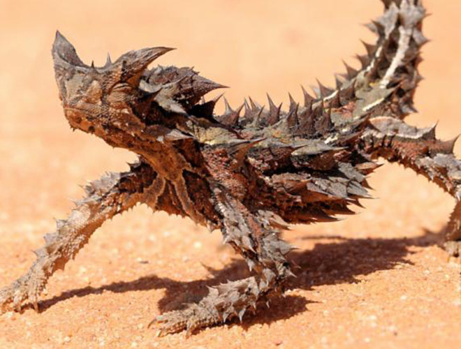 Chúng có thân gai góc và một cái “đầu giả” để đánh lạc hướng động vật săn mồi. Nhờ thân có màu giống cát mà chúng có thể ngụy trang trên sa mạc dễ dàng.