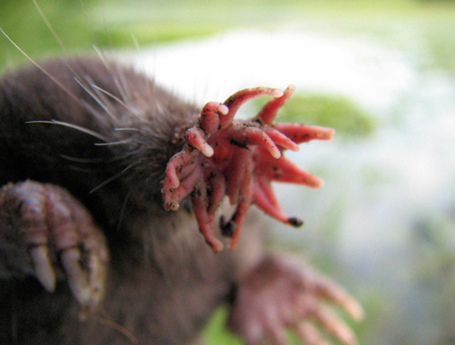 Chiếc mũi giống hình một bông hoa khiến loài động vật trở nên vô cùng độc đáo và kì lạ. Loài động vật này nuốt thức ăn qua mũi. Ảnh: Souls wiki