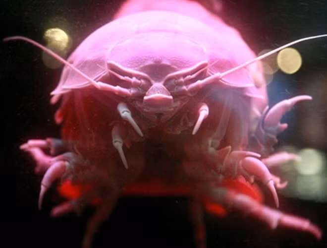 Một con bọ nhiều chân khổng lồ được phát hiện ở độ sâu 800 m trong vùng biển phía đông nước Mỹ. Nó có chiều dài 35 cm và khối lượng 1,3 kg. Ảnh: AP.