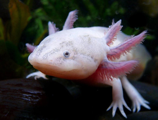 Con cá cóc (Axopotl) Đặc điểm của loài cá này là nó có thể trưởng thành giữa chừng (tức mới đạt nửa thời gian để trưởng thành và có khả năng sinh sản mà không biến thái tiếp nữa).