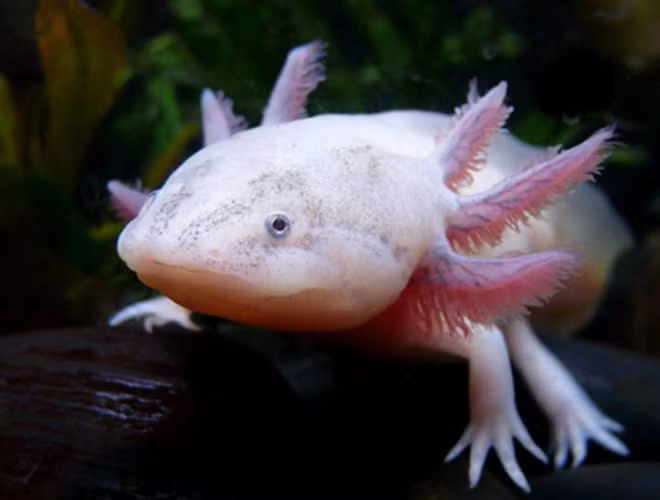 Con cá cóc (Axopotl) Đặc điểm của loài cá này là nó có thể trưởng thành giữa chừng (tức mới đạt nửa thời gian để trưởng thành và có khả năng sinh sản mà không biến thái tiếp nữa).