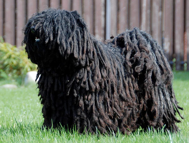Chó chăn cừu Hungary (Hungarian sheeping dog) Nó xù như một cuộn len khổng lồ di động, trông khá sợ. Ảnh: Jean Francois Mezei.