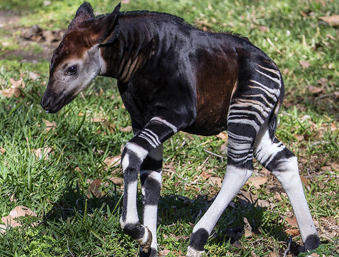 Đây là loài động vật quý hiếm và có nguy cơ tuyệt chủng.