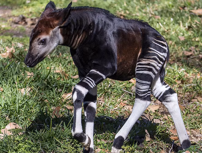 Đây là loài động vật quý hiếm và có nguy cơ tuyệt chủng.