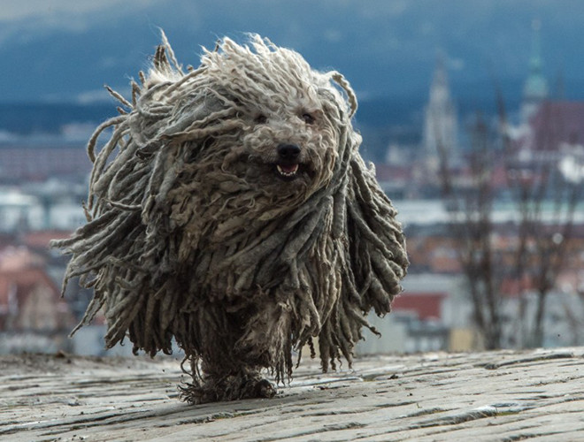 Nhưng nó lại là con vật thông minh, điềm đạm và vẻ ngoài đáng sợ ấy chỉ để giúp nó quản lý đàn cừu mà thôi.