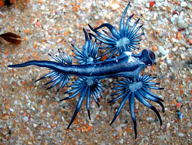 Glaucus Atlanticus, một loài sên biển có kích thước nhỏ với chiều dài khoảng 3 cm, còn mang biệt danh là “thiên thần xanh”, “rồng xanh” hay “sên biển xanh”. Ảnh: Bored Panda.