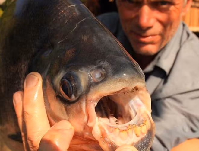 Cá Pacu có sở thích quái dị là ăn tinh hoàn người do nhầm lẫn với một loại hạt mà chúng thích. Ảnh: Animal Planet.