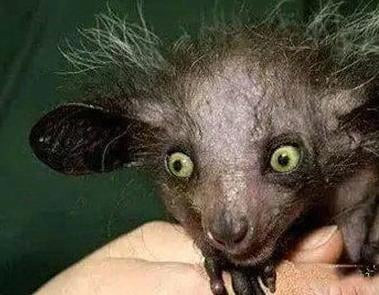 Do ngoại hình xấu xí, cư dân địa phương của Madagascar coi nó là biểu tượng của ma quỷ. Có một câu nói trong vùng: "Nếu bạn tìm thấy một con vượn cáo trong rừng nhìn bạn trên cây, thì bạn sẽ gặp xui xẻo".