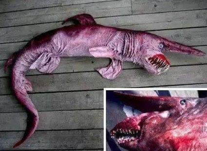 Cá mập yêu tinh hay còn gọi là cá mập cổ tích, xuất hiện cách đây 180 triệu năm đã được tìm thấy ở một số khu vực vùng biển xung quanh Nhật Bản, Vịnh Tosa và Bán đảo Bosa. Tất nhiên, chúng được phát hiện trong điều kiện của khoa học kỹ thuật hiện đại bởi chúng chủ yếu sống ở biển sâu 1200m / 4000ft và di chuyển chậm trong vùng nước mà mặt trời không thể chiếu tới. Cá mập yêu tinh là những sinh vật kỳ lạ thực sự với cơ thể thuôn dài và hình trụ, mõm nhô ra như đoản kiếm nên còn được gọi là "cá mập mõm kiếm". Làm thế nào nó có cái tên 'yêu tinh' này bạn có thể biết ngay khi nhìn thấy, như thể nó bước ra từ một bộ phim của Stephen King. Một trong những đặc điểm của nó là các lá bên da mờ không được phân loại tốt để lộ máu và làm cho cơ thể có màu hồng. Hàm của nó có thể co giãn và khi co lại, nó trông giống như một con cá mập hổ cát hồng với một chiếc mõm dài. Vây của chúng không nhọn mà thấp và tròn, vây hậu môn và vây ngực rõ ràng là lớn hơn vây lưng. Đuôi của chúng giống như cá mập tuốt, lá phía trên dài hơn lá phía dưới