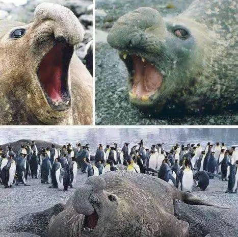 Hải cẩu voi phương Nam xấu xí lại là Á quân lặn trong vương quốc động vật. Hải cẩu voi phương Nam , đực dài 6,5m, nặng 4000kg. con cái thì nhỏ hơn dài 3.5m, nặng 1000kg.Hải cẩu voi phương Nam có hình thù kỳ dị và chiếc mũi có thể thu vào, khi bị kích động hoặc tức giận, mũi của nó sẽ phồng lên và phát ra âm thanh rất lớn, do đó có tên là "Elephant Seal". Nó là "Á quân lặn" trong thế giới động vật khi có thể lặn ở độ sâu 2300 mét, chỉ đứng sau mỗi cá nhà táng.Hiện có khoảng 650.000 hải cẩu voi phương nam trên thế giới. Các nghiên cứu đã chỉ ra rằng chúng được chia thành ba phân nhóm địa lý, mỗi phân nhóm cho mỗi đại dương.