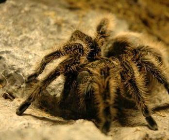 Tarantula có 8 mắt, cặp mắt ở giữa có tác dụng rất lớn, vượt xa 6 mắt còn lại. Tarantula trưởng thành không còn lông tơ, nọc độc của nó gần như vô hại đối với người (tất nhiên nếu bị cắn thì rất đau), tuổi thọ khoảng 5 năm, sải chân 8cm.