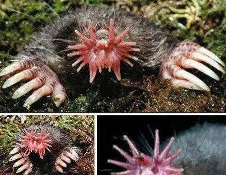 Cũng giống như các loài chuột chũi khác, chuột chũi mũi sao chủ yếu săn tìm giun đất trong đất, ăn nhiều loại động vật không xương sống nhỏ và ấu trùng côn trùng. Nó cũng bơi dưới nước để bắt cá và ốc nhỏ. Ẩn chứa dưới 'cái xấu chuẩn mực thế giới' thì đây là loài động vật ăn nhanh nhất thế giới với 22 xúc tu. Chuột chũi mũi sao là loài động vật ăn thịt có vú di chuyển nhanh nhất trên thế giới. “Chũi sao” có thể chạm tới hơn 12 vị trí mỗi giây. Chuột chũi mũi sao có thể hoàn thành nó trong một phần tư giây cực ngắn. toàn bộ quá trình xác định vị trí của con mồi và rình mồi. Đặc điểm của nốt ruồi mũi sao là trên chóp mũi có 22 xúc tu bao quanh chóp mũi giống như ánh sáng của ngôi sao nên có tên gọi như vậy. Thông qua những xúc tu này, chuột chũi mũi sao có thể tìm thấy con mồi trong bóng tối hoàn toàn. Khi ra khỏi lỗ, hai chân trước trườn trên thành lỗ, đồng thời nhìn trái phải để đảm bảo an toàn trước khi ra khỏi lỗ. Nó thích thiết lập một tuyến đường cố định giữa tổ, thức ăn và nguồn nước để tránh nguy hiểm.Theo thông báo của các nhà khoa học liên quan, loài vật nhỏ bé có chiếc mũi màu hồng giống như bông hoa này cũng là loài động vật có vú đầu tiên được phát hiện có khả năng sử dụng khứu giác để theo dõi con mồi dưới nước.