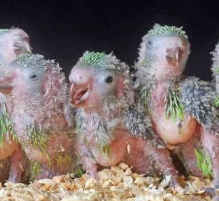 Chim Lorikeet sống ở bờ biển phía Đông Australia, khi mới 12 ngày tuổi nó trông rất xấu xí. Nhưng cuối cùng, chúng sẽ trở thành những chú chim đầy màu sắc. Trước đó, chúng sẽ lớn lên theo tuổi và trải qua quá trình nhuộm lông. Chúng có lưỡi có đầu chải giúp quét thức ăn vào miệng. Chúng cũng ăn côn trùng nhỏ và là loài thụ phấn quan trọng của nhiều loại cây, kể cả đuông dừa bởi chúng rất thích ăn phấn, mật hoa.