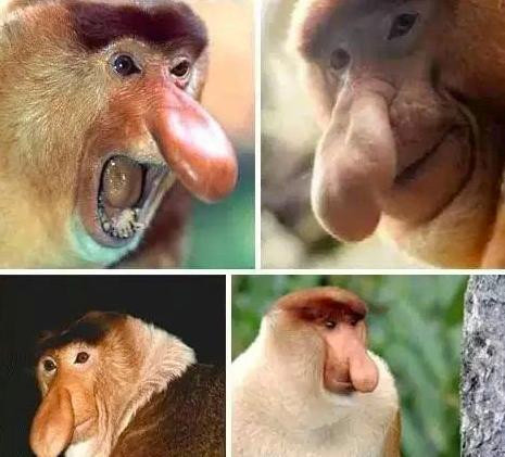 Nhóm khỉ vòi này chỉ được tìm thấy trên đảo Borneo ở Đông Nam Á. Mũi của chúng to một cách đáng kinh ngạc, trong đó khỉ đực ngày càng lớn dần theo tuổi tác, cuối cùng hình thành chiếc mũi to màu đỏ như quả cà tím. Khi bị kích thích, chiếc mũi to sẽ dựng đứng hoặc lắc lư từ bên này sang bên kia rất ngộ nghĩnh.