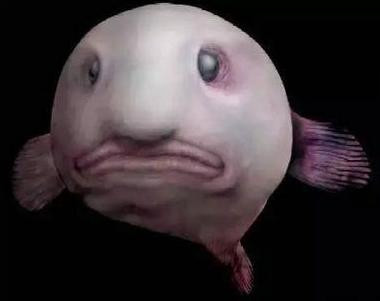 Cá giọt nước còn được gọi là cá buồn hay cá bọ cạp thiêng, thân sền sệt, tỷ trọng thấp hơn lượng nước chứa trong cơ thể nên có thể nổi trên mặt nước. Cá giọt nước có thể được bắt gặp ở Nam Đại Dương xung quanh Australia và New Zealand Vì loài cá này sống dưới đáy đại dương ở độ cao 600 đến 1.200 mét, cho đến khi con người bắt đầu phương pháp đánh bắt hủy diệt nhất là sử dụng lưới kéo tàu ngầm vào năm 2003. Sự tồn tại của giọt nước chỉ được phát hiện vào năm 2000, nhưng ít người biết về loài này. Cá giọt nước có cơ thể giống như gel và có thể phát triển đến 12 inch (khoảng 30,5 cm). Hầu hết mọi người đều cho rằng loài vật kỳ lạ và quý hiếm này không thể ăn được - và cho rằng giọt nước không phải là cá thật, giống như một loài bị đột biến gen. Vì cá giọt nước rất hiếm và hầu như không bao giờ xuất hiện trong thực đơn của các nhà hàng nên tất nhiên không ai dám ăn loài cá xấu xí này. Nhưng sự thực thì đây là loại cá ngon nhất thế giới, thậm chí thịt tôm hùm cũng chỉ là hàng tép riu nếu đem ra so sánh.