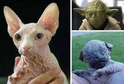 Năm 2010, mèo Canada không lông rất phổ biến ở Anh, nhưng giá của chúng cao tới 3.000 bảng Anh (khoảng gần 100 triệu đồng). Nhưng đối với loại mèo có ngoại hình 'quá cá tính' này, phần lớn mọi người thường phản đối gay gắt. Trong khi những người yêu mèo không lông cho rằng nó là loài 'bảo vật quý hiếm' thì những người không chấp nhận được vẻ ngoài kỳ dị của nó thì gọi là"quái vật".