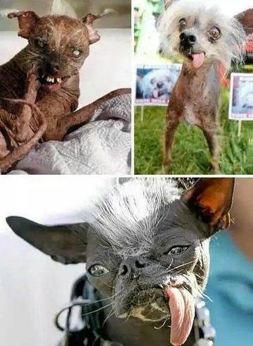 'Cô chó nhỏ' này có tên Ellie là một con chó không lông đến từ Tennessee, Hoa Kỳ, với đôi mắt lồi và những nốt mụn nhỏ trên cơ thể, nó luôn thè lưỡi lười biếng và trông vô cùng xấu xí. Trong một cuộc thi vào năm 2009, nó đã giành được danh hiệu "Con chó xấu xí nhất thế giới".