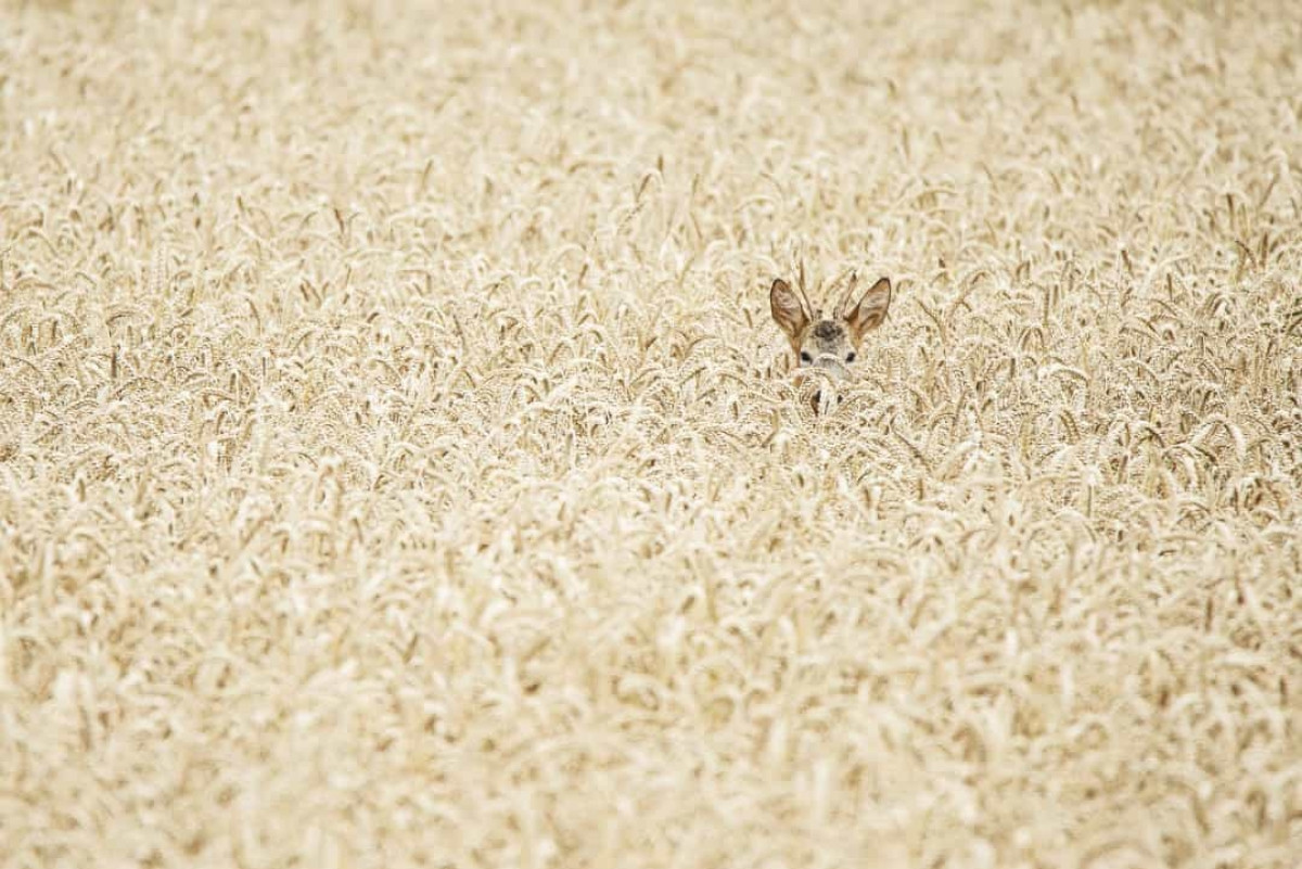 "Nếu họ không nhìn thấy tôi, tôi cũng sẽ không nhìn thấy họ", chú hươu nói.