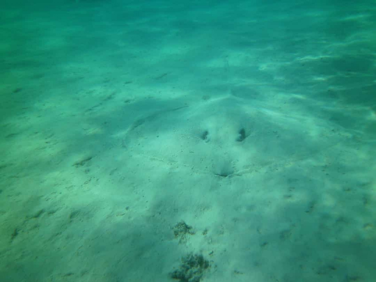 Một con cá đuối ó hòa mình vào đại dương.