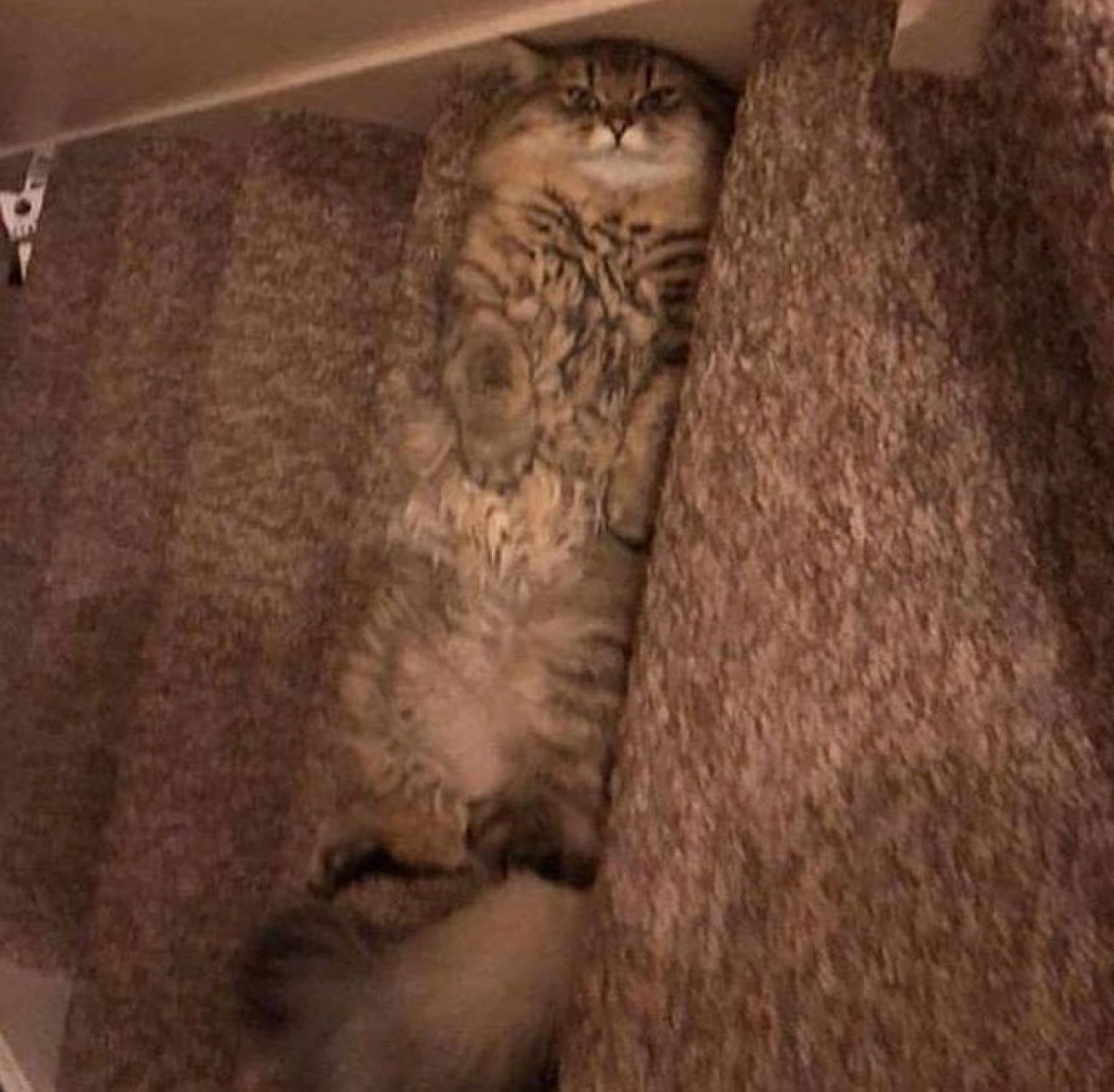 Mèo là một loại "chất lỏng" vừa với mọi không gian mà nó chui vào.