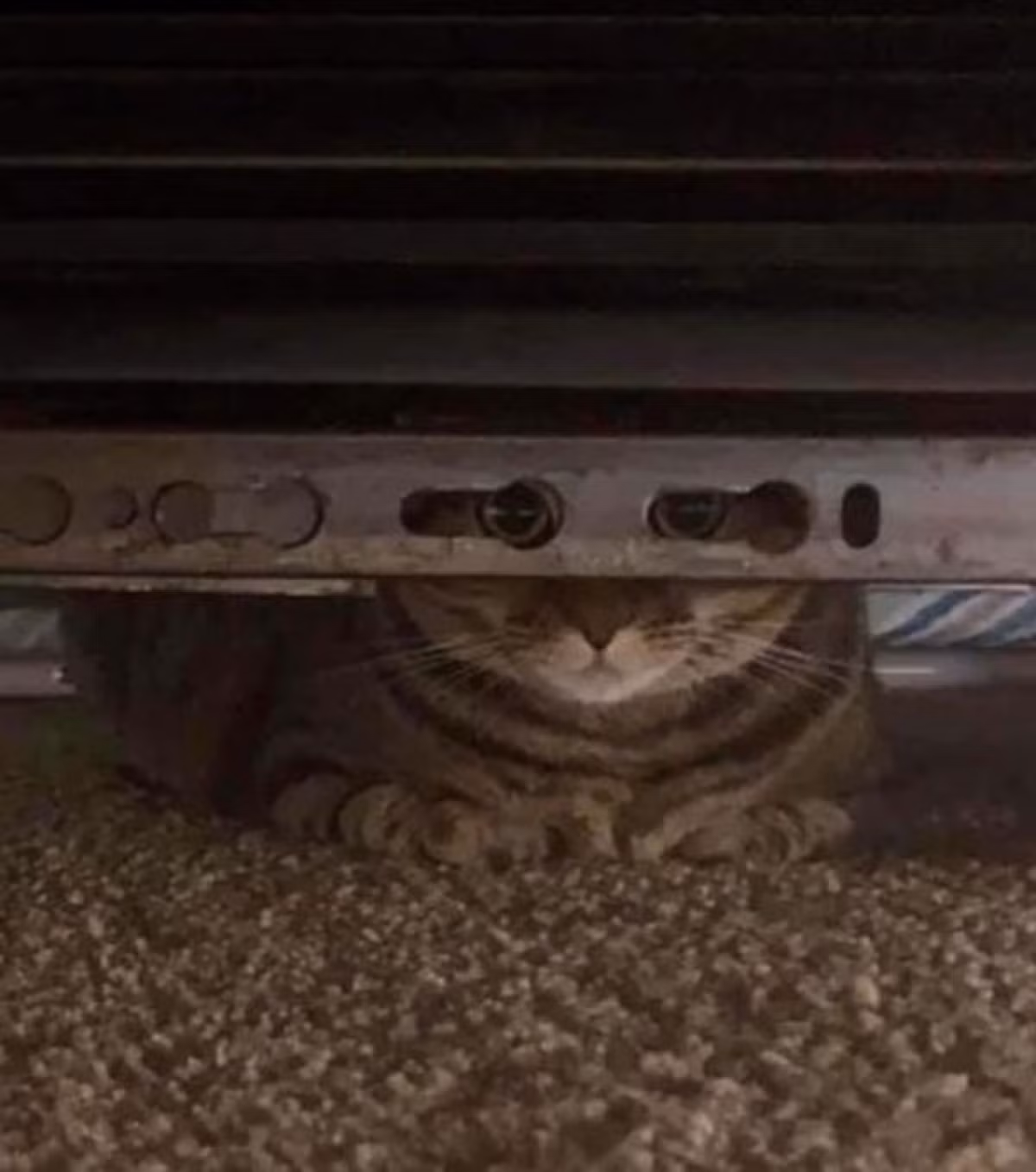 Trò chơi trốn tìm khó hiểu của loài mèo.