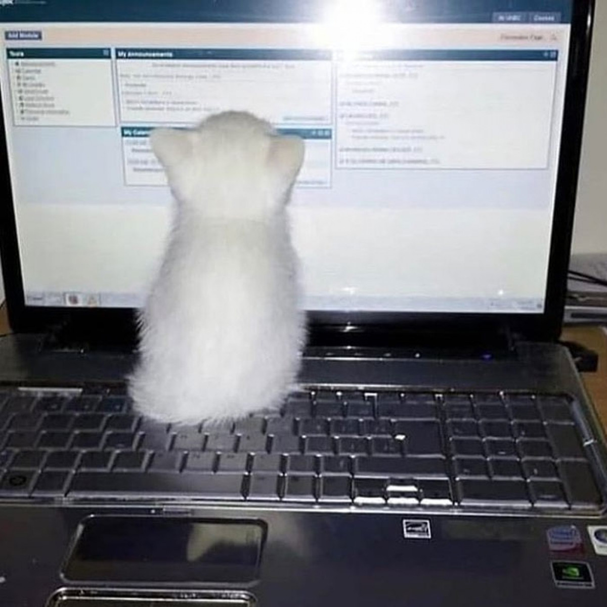 Chú mèo con này dường như đang rất say sưa "nghiên cứu" những dòng chữ trên máy tính.