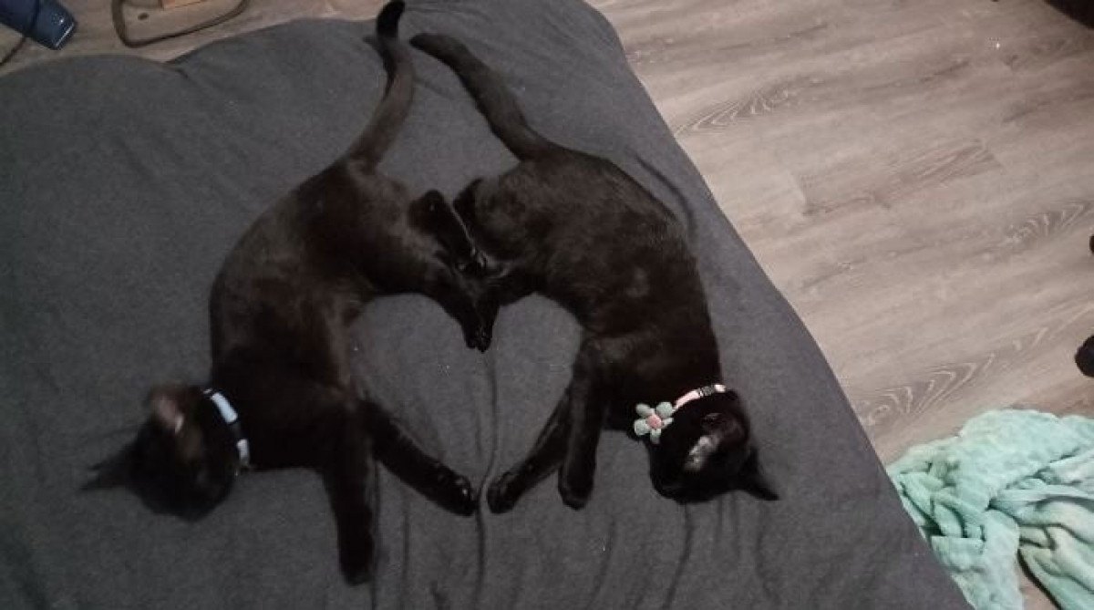 Cách thể hiện tình yêu của loài mèo.