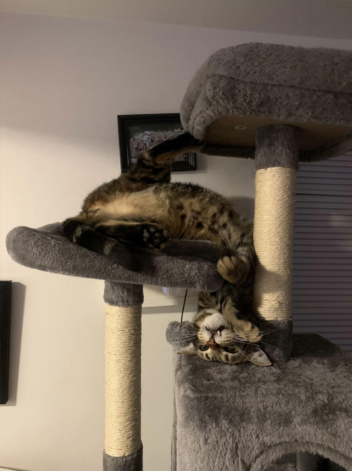  Mèo là một loài sinh vật khó hiểu, đến nỗi dáng nằm của nó cũng vô cùng khó hiểu.