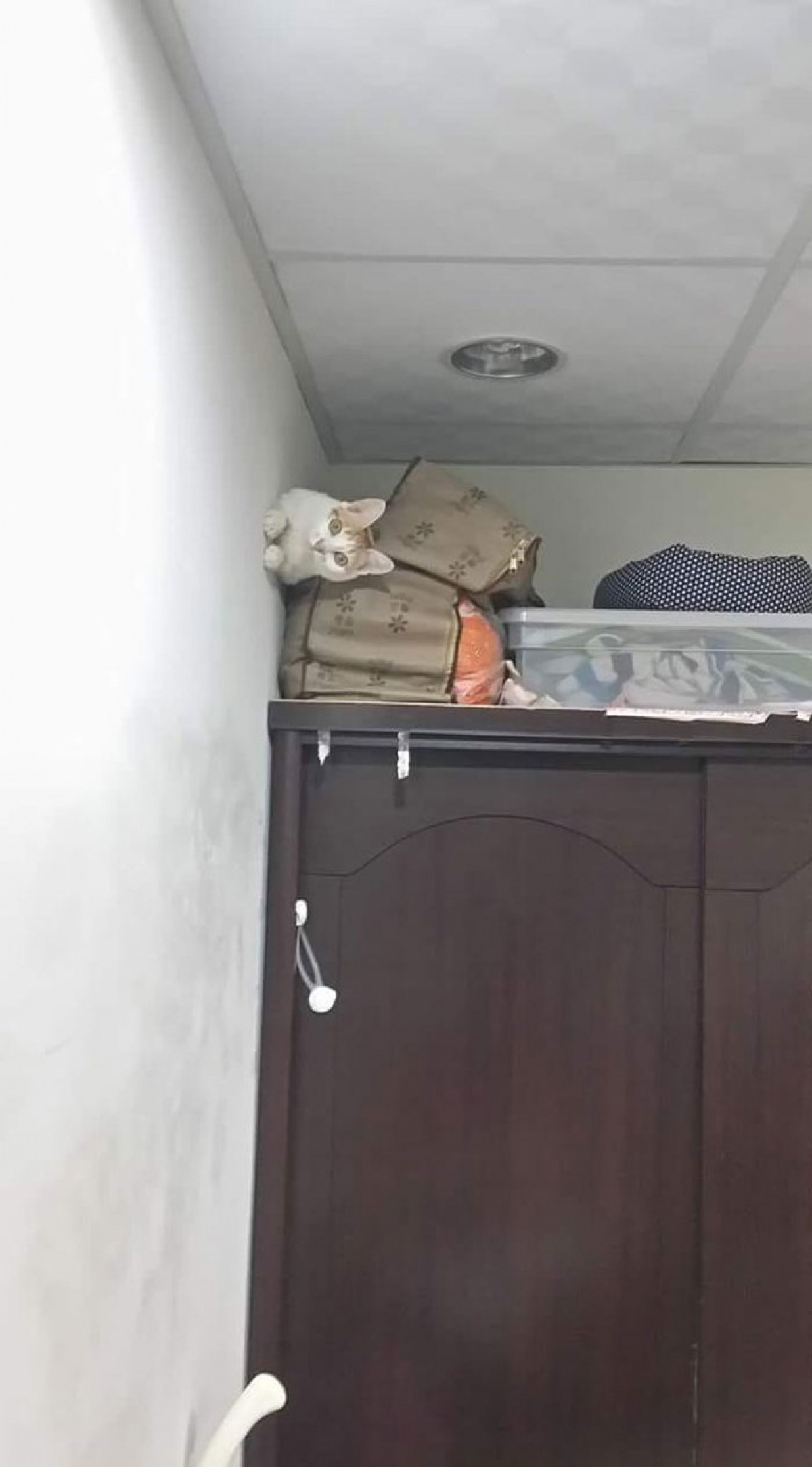 Thách thức mọi định luật vật lý.