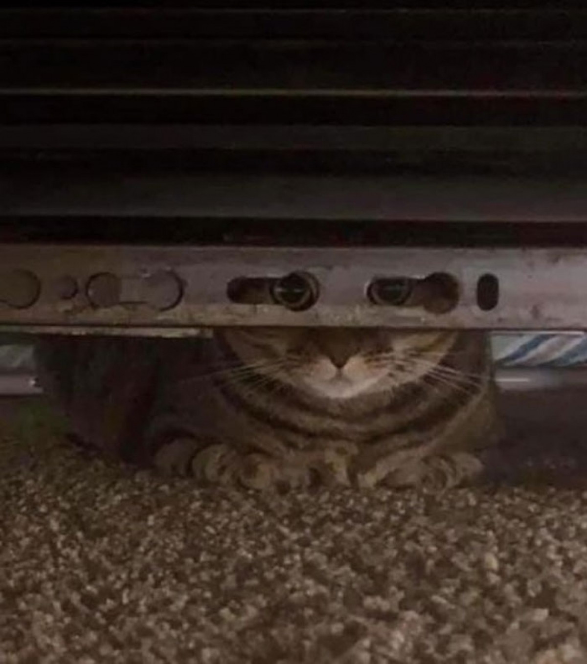 Trò chơi trốn tìm khó hiểu của loài mèo.