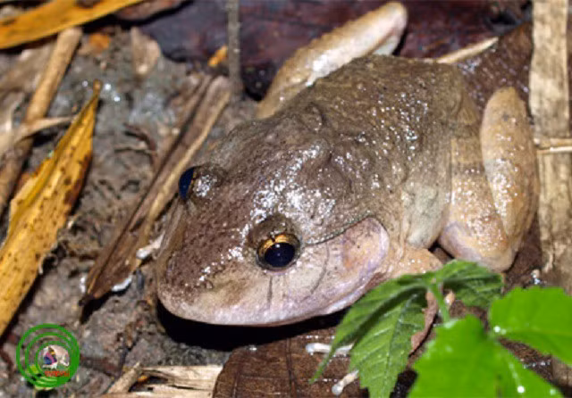 5. Ếch gáy dô. Ếch gáy dô (Limnonectes Dabanus) là một loài lưỡng cư cổ còn sót lại từ kỷ Phấn trắng. Chúng là loài động vật đặc hữu của Việt Nam. Môi trường sống tự nhiên của ếch gáy dô là các khu rừng ẩm thấp nhiệt đới và cận nhiệt đới, các con sông hay đầm lầy. Tình trạng của loài này chưa được biết đầy đủ. 