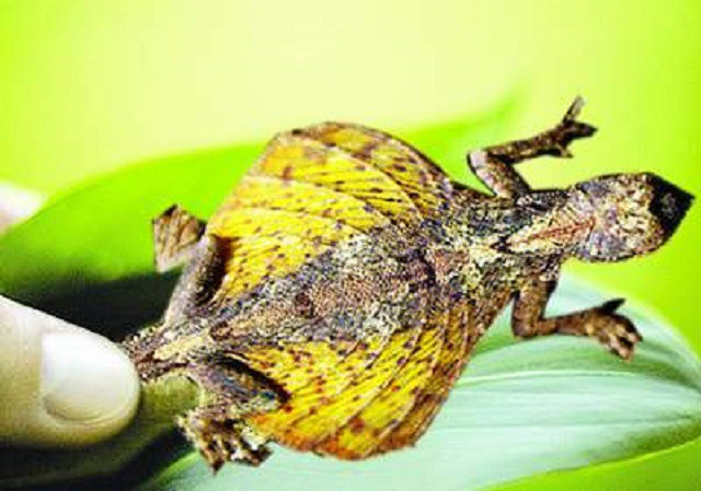 . Tắc kè bay đốm. Tắc kè bay đốm (Dacro maculates) có màng da rộng giữa hai chân, có thể bay từ cây này qua cây khác để tìm kiếm thức ăn và lẩn tránh kẻ thù. Loài tắc kè này còn có thể hóa trang vào môi trường một cách vô cùng tinh vi. 