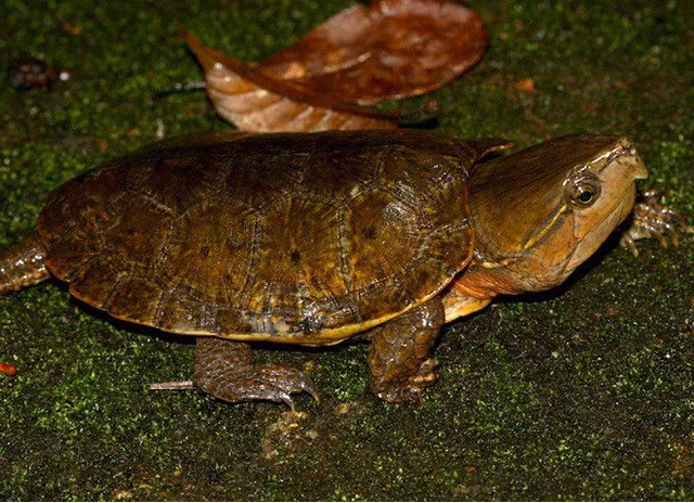 2. Rùa đầu to. Rùa đầu to (Platysternum megacephalum) có cái đầu rất to và cái đuôi dài quá khổ. Đặc biệt, chiếc đầu to này không thể thụt vào trong mai. Chúng là một trong những con rùa xấu xí trong họ nhà rùa. Ngoài Việt Nam, chúng còn phân bố ở nhiều nước như Trung Quốc, Lào, Thái Lan… Rùa đầu to sống ở các khe suối trong rừng, nơi nước trong và chảy chậm. Ban ngày chúng ẩn dưới các tảng đá hoặc phơi nắng trên bờ suối, chúng đi tìm mồi lúc sẩm tối hoặc ban đêm. Thức ăn của chúng là động vật không xương sống, các loài thân mềm hoặc động vật giáp xác nhỏ. Khi trưởng thành rùa có thể đạt kích thước mai khoảng hơn 20 cm. 1. Thằn lằn chân ngắn