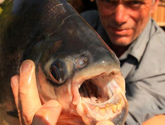 Cá Pacu có sở thích quái dị là ăn tinh hoàn người do nhầm lẫn với một loại hạt mà chúng thích. Ảnh: Animal Planet.