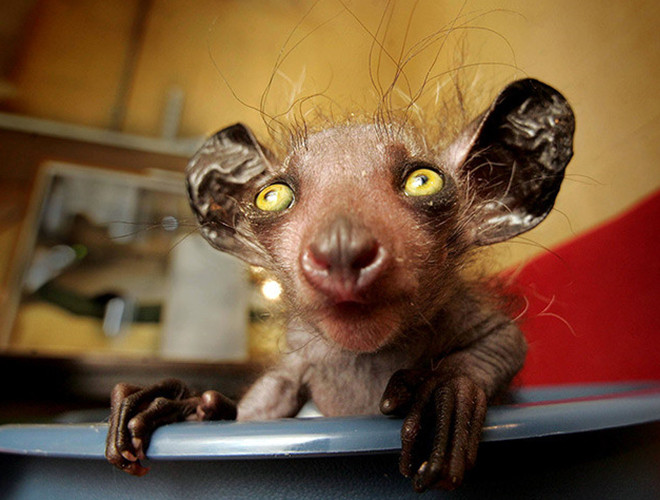 Khỉ Aye-aye là loài động vật có nguồn gốc tại quần đảo Madagascar. Vẻ ngoài cực kỳ xấu xí khiến loài khỉ này bị coi là điềm dữ và trở thành mục tiêu của những cuộc tàn sát.