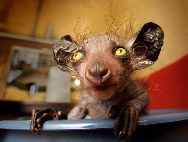 Khỉ Aye-aye là loài động vật có nguồn gốc tại quần đảo Madagascar. Vẻ ngoài cực kỳ xấu xí khiến loài khỉ này bị coi là điềm dữ và trở thành mục tiêu của những cuộc tàn sát.