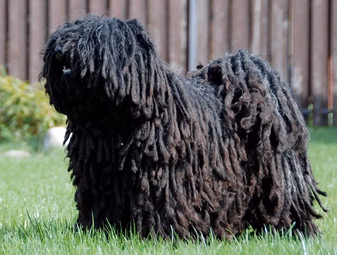 Chó chăn cừu Hungary (Hungarian sheeping dog) Nó xù như một cuộn len khổng lồ di động, trông khá sợ. Ảnh: Jean Francois Mezei.