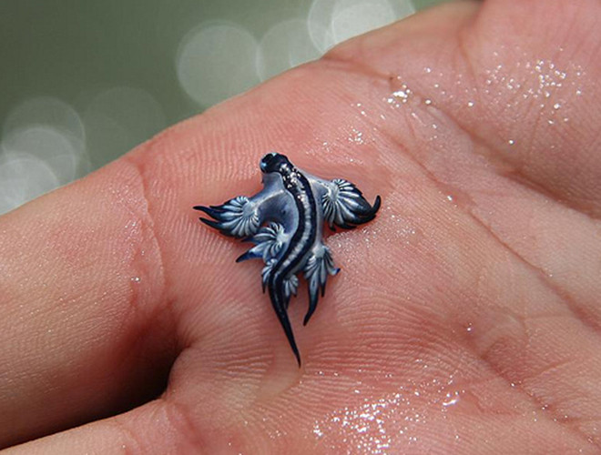 Chúng có màu xám bạc trên lưng, màu xanh ở dưới bụng và sọc xanh ở trên đầu. Ảnh: Post Del Dia.