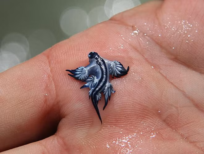 Chúng có màu xám bạc trên lưng, màu xanh ở dưới bụng và sọc xanh ở trên đầu. Ảnh: Post Del Dia.