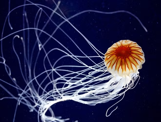 Loài Turritopsis dohrnii còn gọi là sứa bất tử.