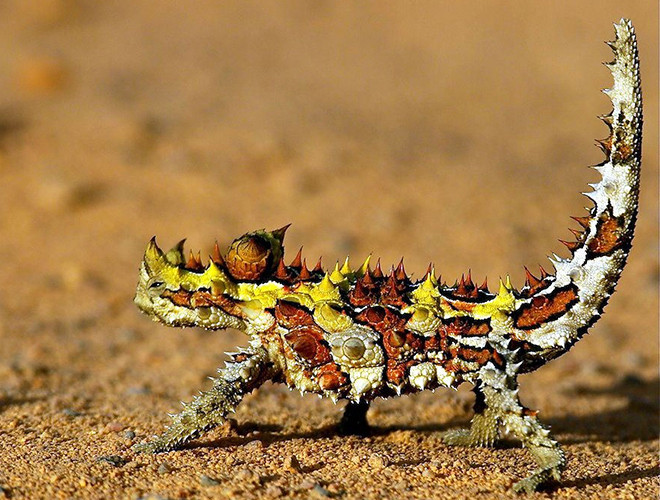 Thằn lằn quỷ gai (Moloch Horridus) là loài động vật bò sát ở Australia, có tên gọi khác là thằn lằn gai, rồng gai hay thằn lằn Moloch.